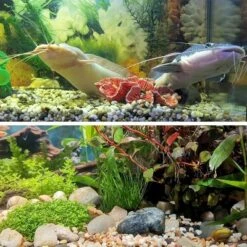 Dexmalle 38lbs Decorative Garden Stone Outdoor Landscaping -Fradel & Spies GUEST 53fc896b f9ef 419a a7c5 95ab7a74c813